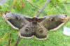 Saturnia pyri